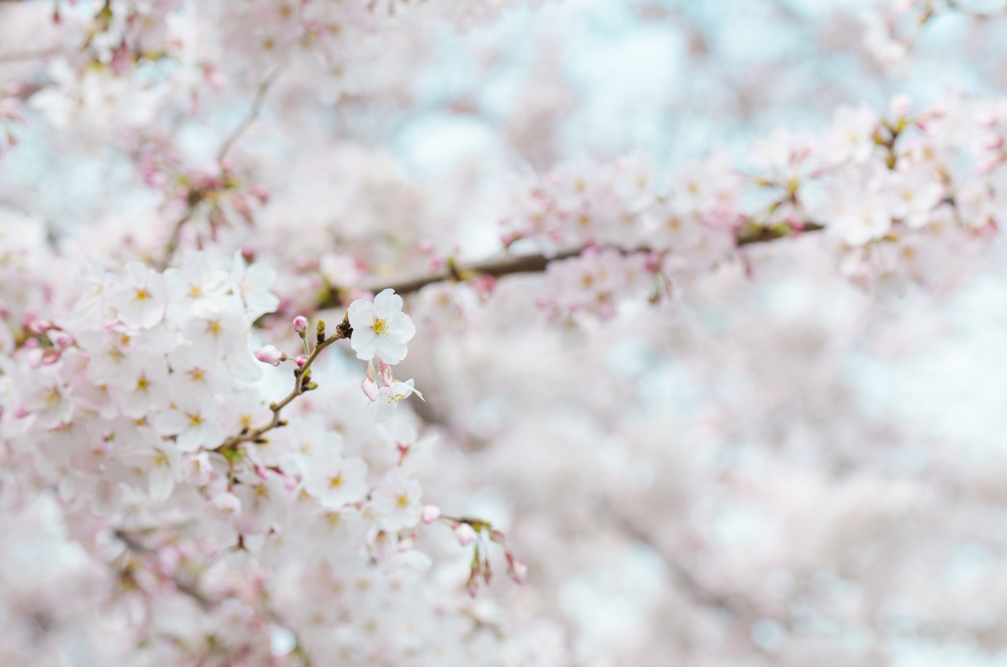 White Petaled Flowers